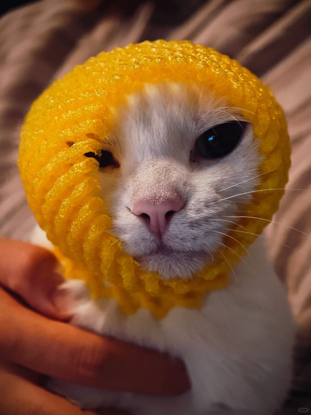 当我收到一箱水果，我的猫………ʕ •ᴥ•ʔ