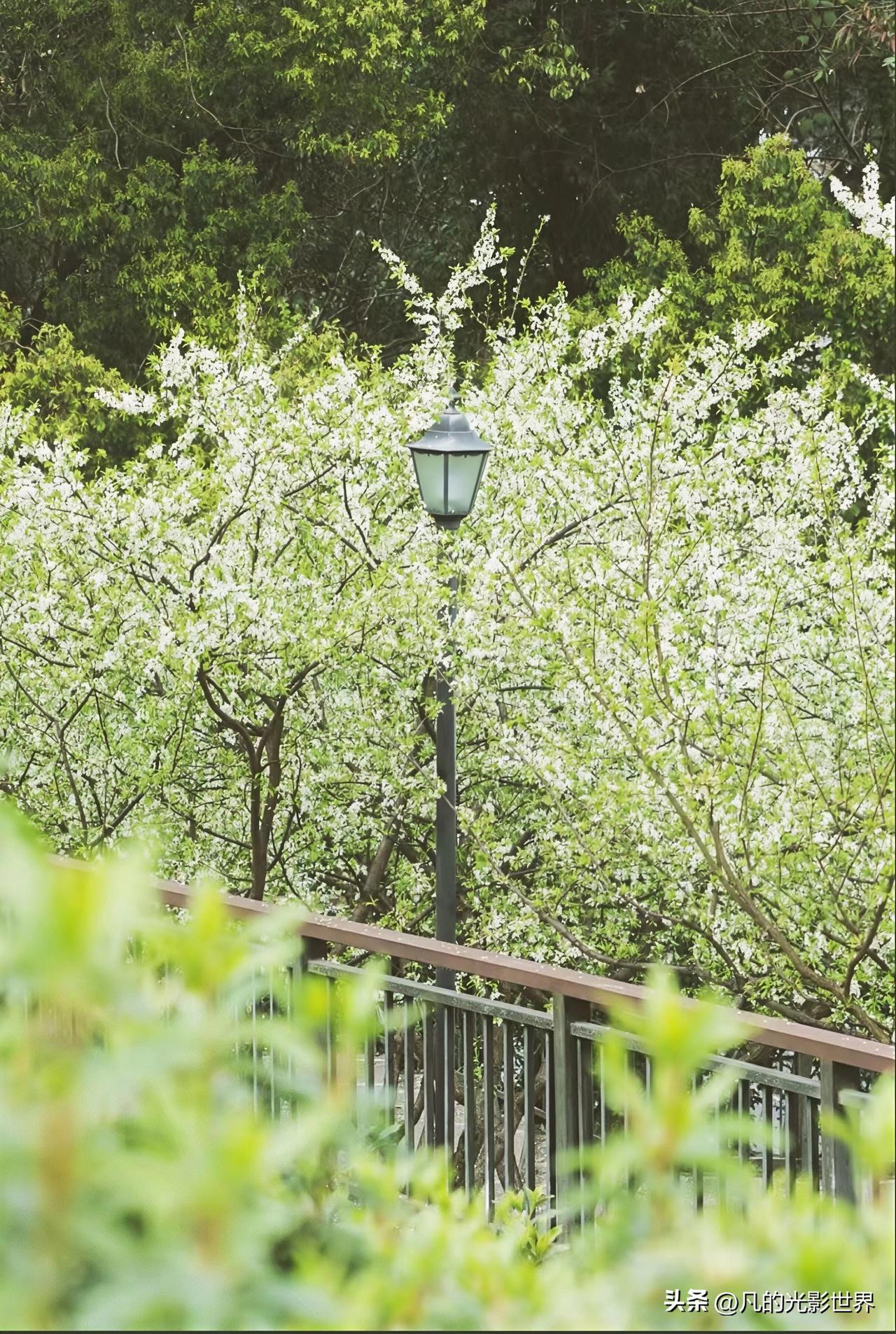 重庆的春天简直妙极了！繁花似锦，处处繁花盛开，谁能忍住不去奔赴春山呢？
2026