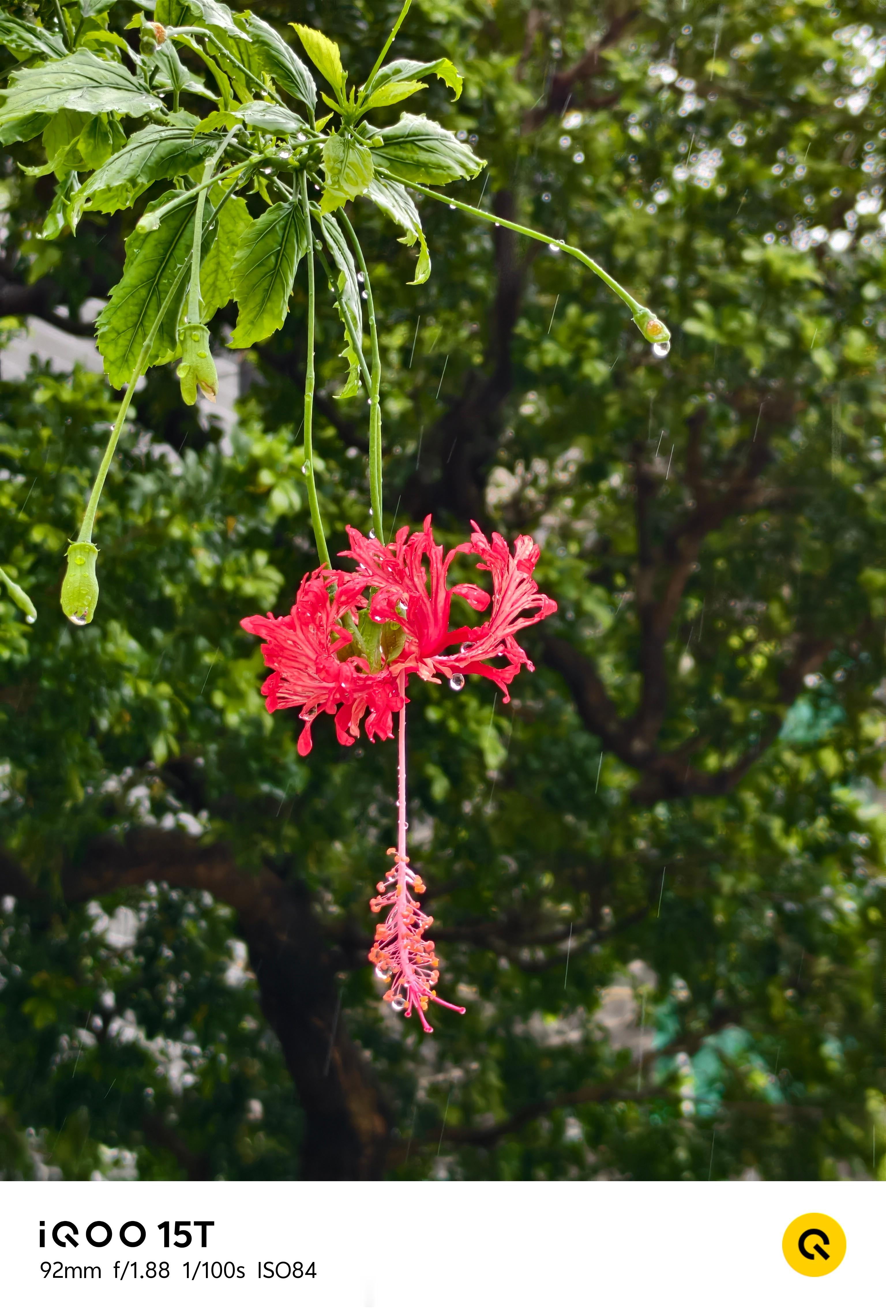 雨是自由的，花也是。一个落下，一个盛开，都不需要谁来批准，只是在各自的节奏里，把