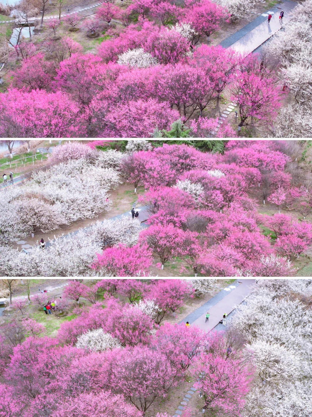 苏州3️⃣千亩‼️免费‼️梅花林🌸你确定不来⁉️