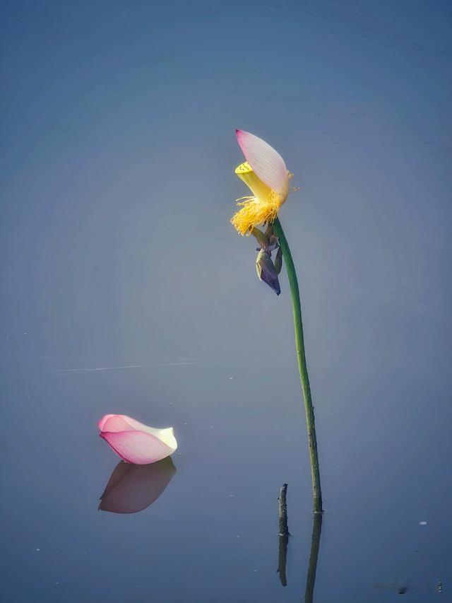 姑娘，你的鞋掉了……姑娘眼瞅着鞋就被水冲走了。
这时节，已经有残荷了。
如果说不