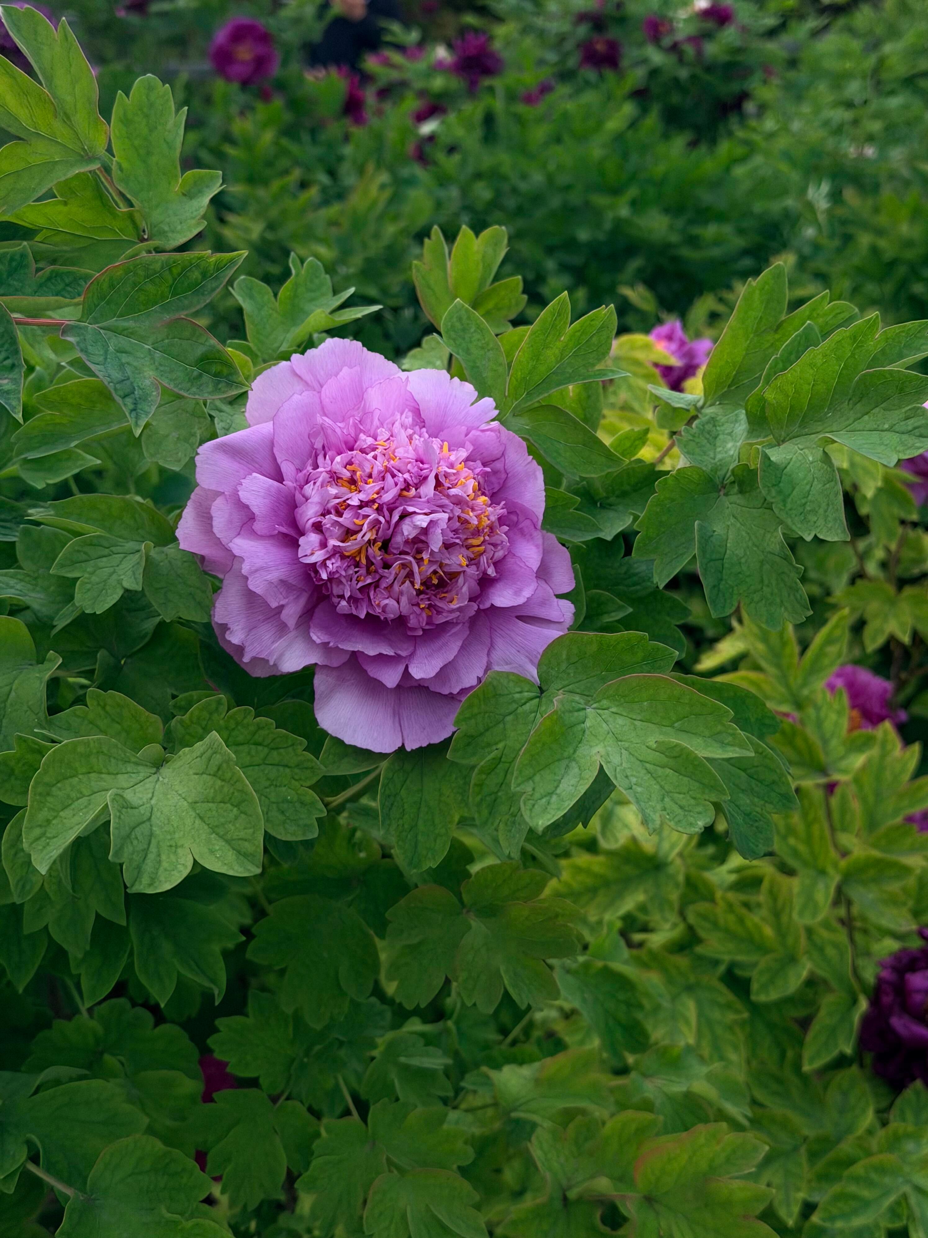 微博旅行ING交换城市春光重点等待夏天礼盒春风赴洛阳，一城牡丹次第盛开，满目皆是