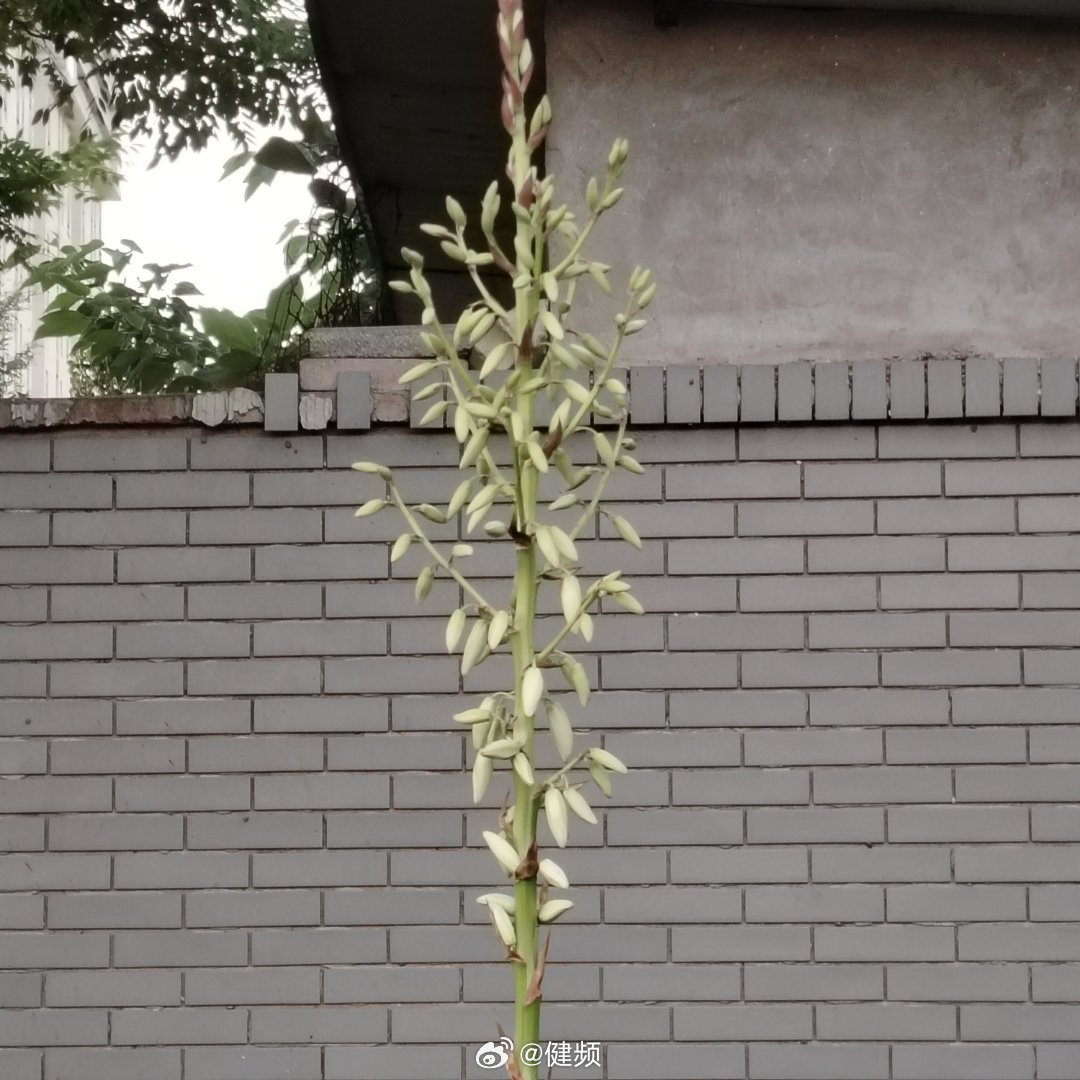 秋天来了，把花儿渐渐吹走了～ ​​​