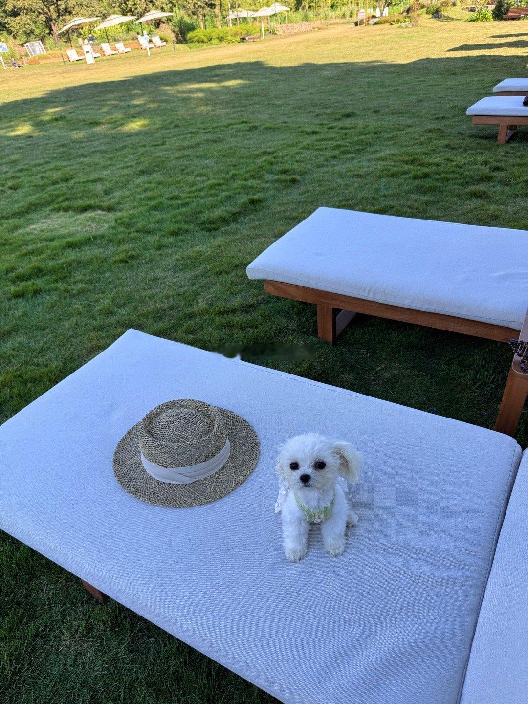 Carina思潼[超话] 超绝好天气～🐶. ​​​