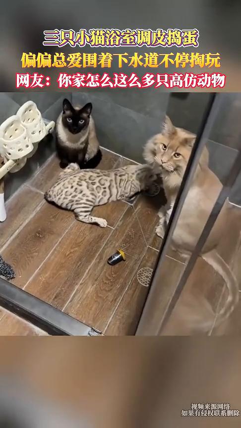 三只小猫浴室调皮捣蛋，偏偏总爱围着下水道不停掏玩。网友：你家怎么这么多只高仿动物