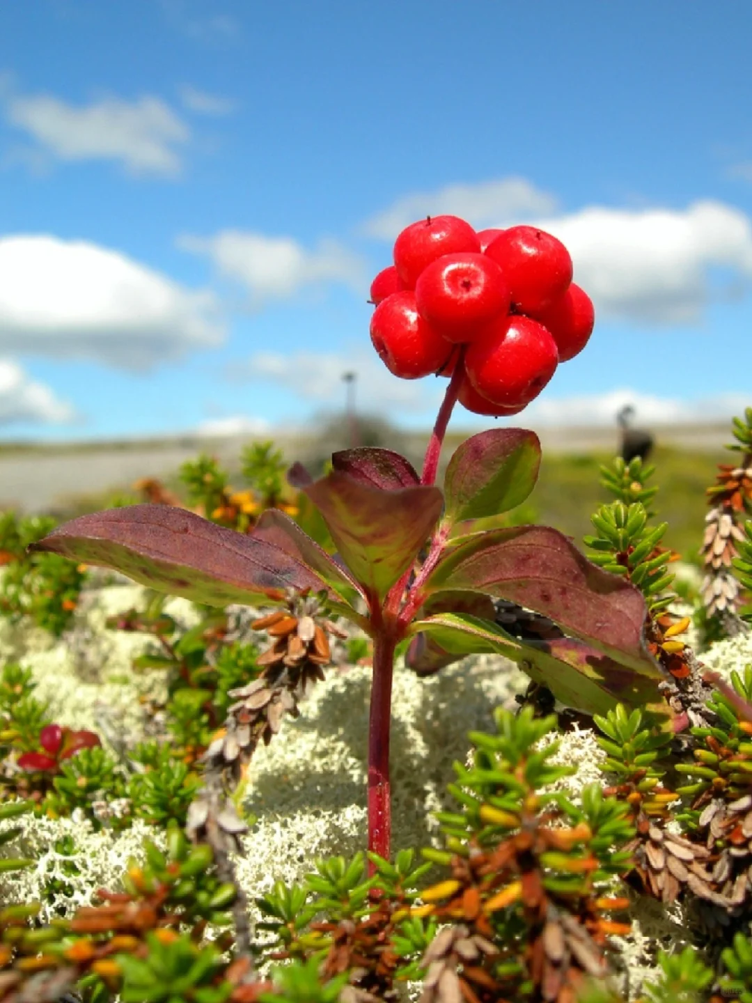 稀有浆果～加拿大草茱萸Cornus canadensis