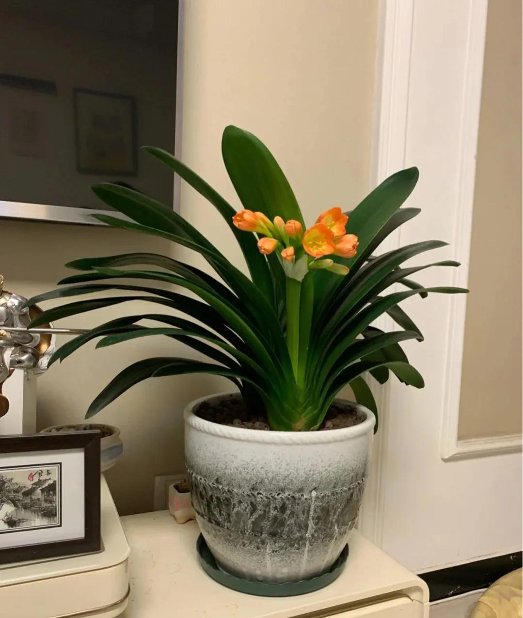 君子兰
花语:君子谦谦，温和有礼，有才而不骄，得志而不傲，居于谷而不卑。故有“花