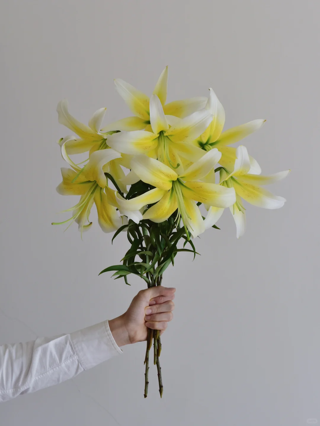 百合· 佩斯塔奇