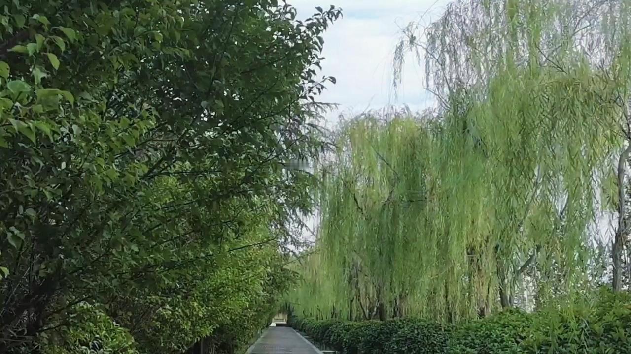 清晨薄雾散，阳光洒在湖面，波光粼粼像碎钻。湖边的柳树垂到水面，风吹过时，柳枝轻拂