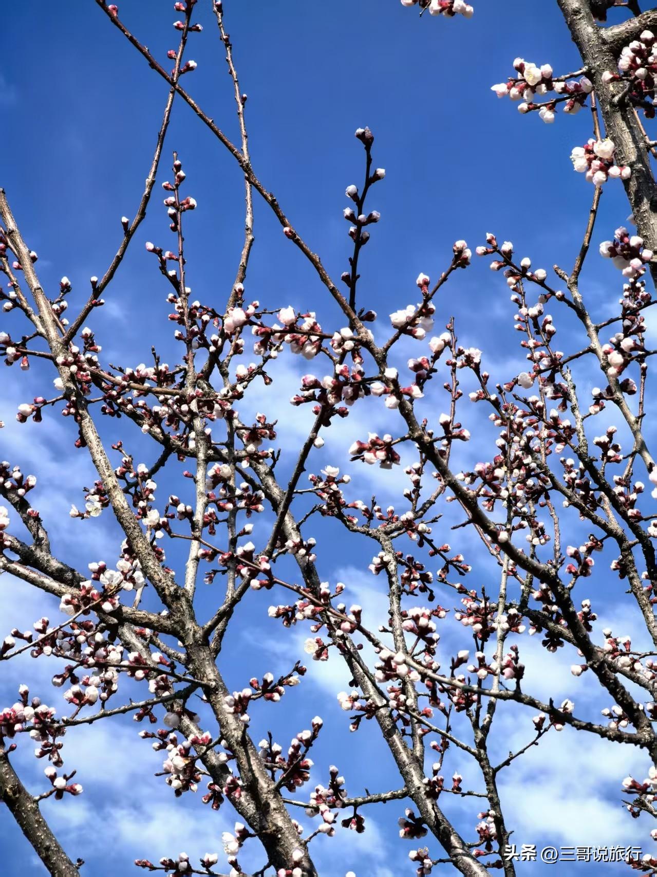 那拉提杏花谷，沿木栈道，赴一场雪山花海之约
 
3月29日，今日实拍！那拉提杏花