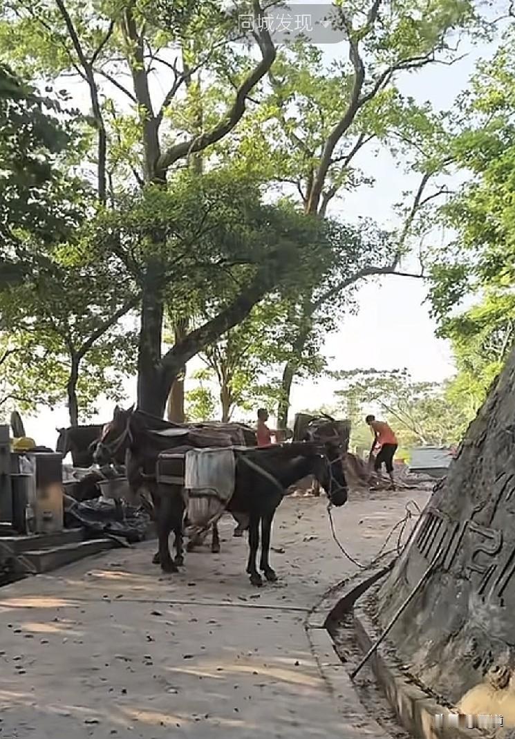 深圳南山公园正在修整登山步道，有网友登山，发现所用的沙石等材料正在用骡马往上驮。