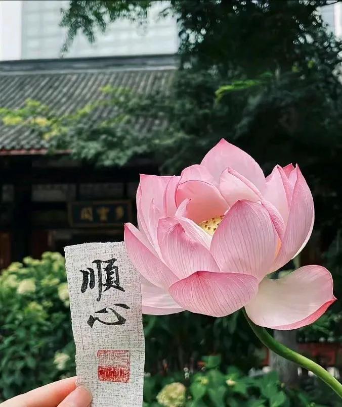 荷花之美，清新脱俗

在繁忙的都市生活中，我们渴望一丝清新与宁静。荷花以其出淤泥