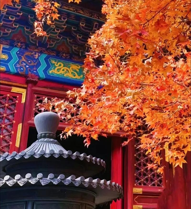 疯了！枫了！又到赏枫时🍁北京是金秋季节欣赏枫叶最美的城市！京城的枫叶，宛如人间