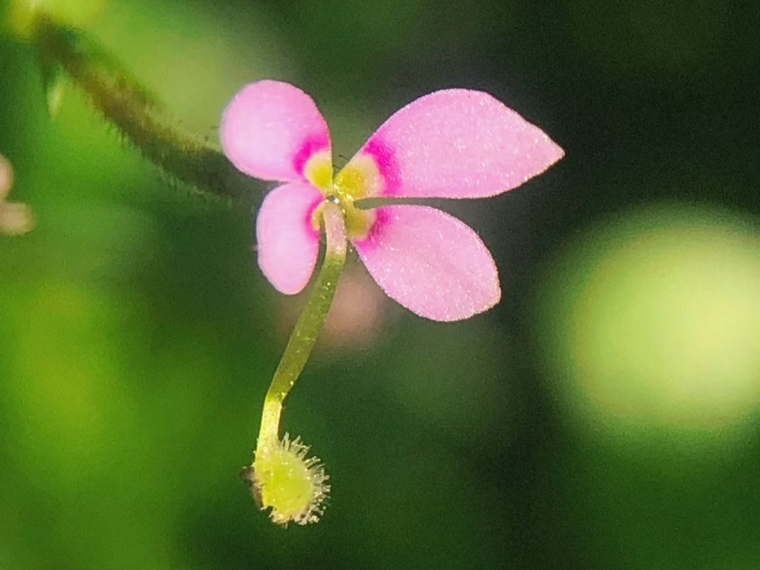 ‎种植 丹波花柱草（学名：Stylidium debile，常误作“单波”）实为