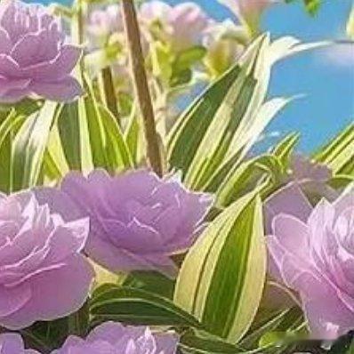 一束花会落在你身上，你也会因此快乐一场💐 
