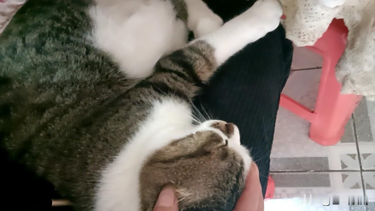 被猫主子“锁死”在腿上，我动都不敢动！
 
谁懂啊家人们！一回家就被这只猪咪霸占