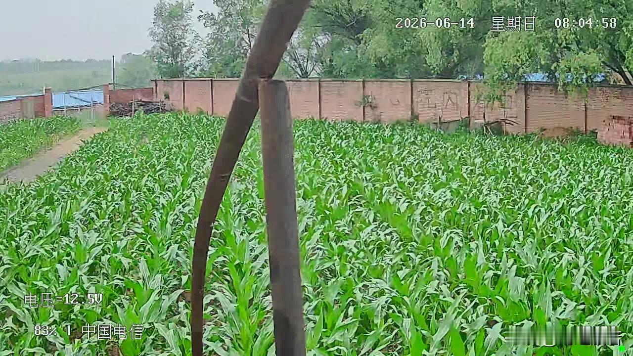 什么是旺盛的生命力
什么是希望
什么是生活有奔头
什么是大自然的馈赠
什么是播种