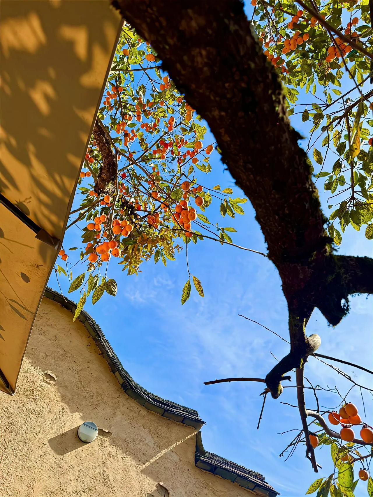 “ 秋天超浪漫,连打个喷嚏都是爱秋 ” 🍂