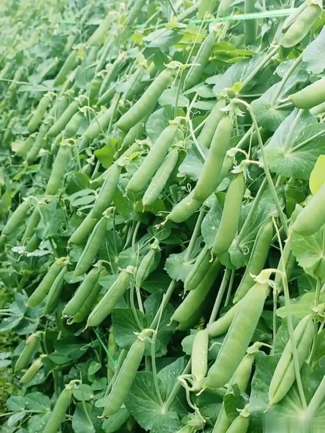 【脏与脏之间的关系】1．心与肺：心主血，肺主气。人体的活动，有赖于气血循环的濡养