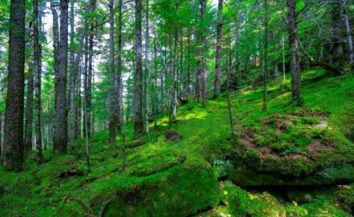 如果打仗了往山里跑安不安全？就这么跟你说吧，10个人躲山里，大概只有7~8个能活