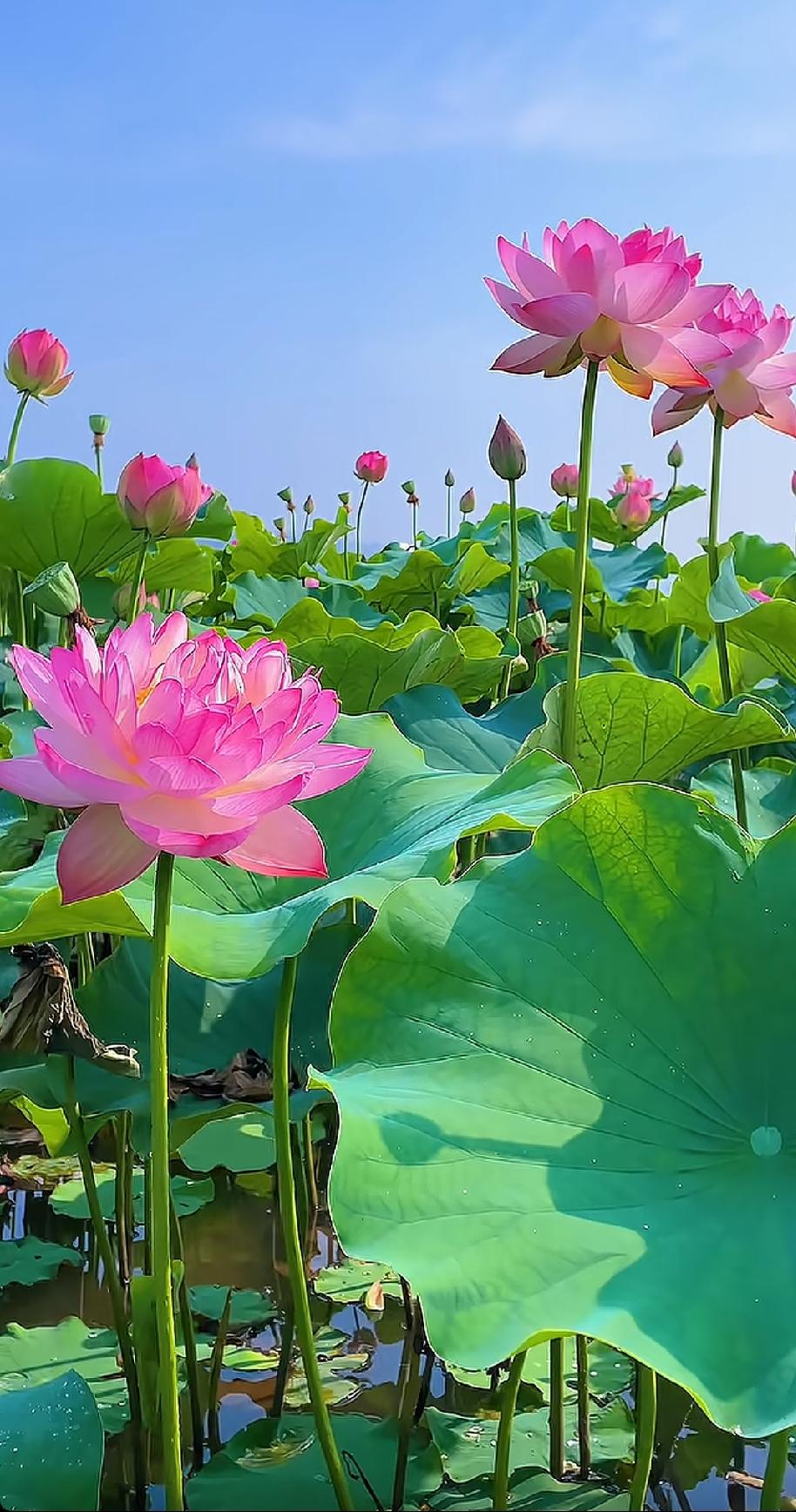 《鹧鸪天.荷韵》
妙韵天成意蕴酥，诗怀落笔不曾输。
仙姿摇曳吟清雅，风骨峥嵘藏玉