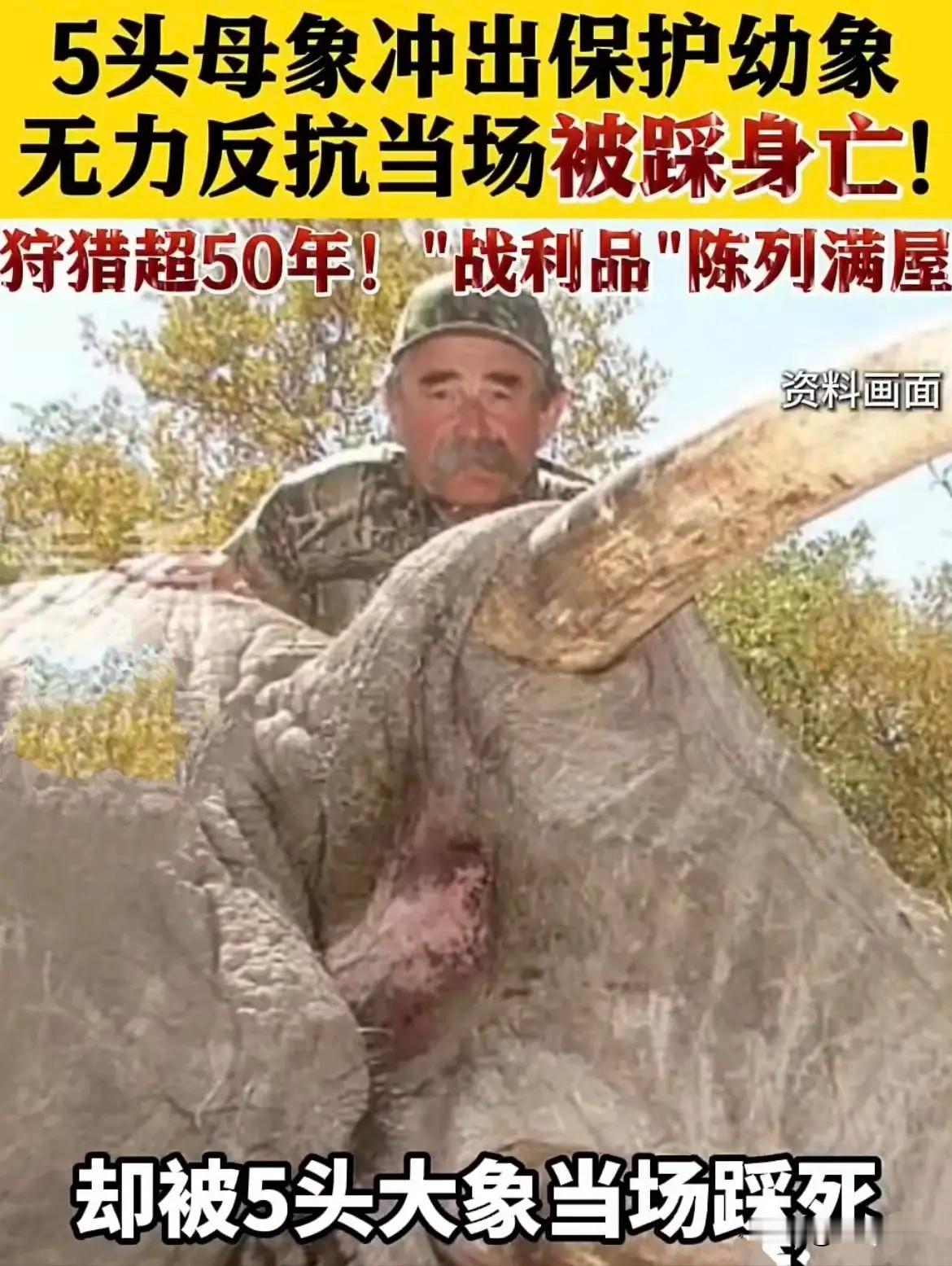 美国富豪去非洲打猎，

误闯大象领地！被5头母象踩死！