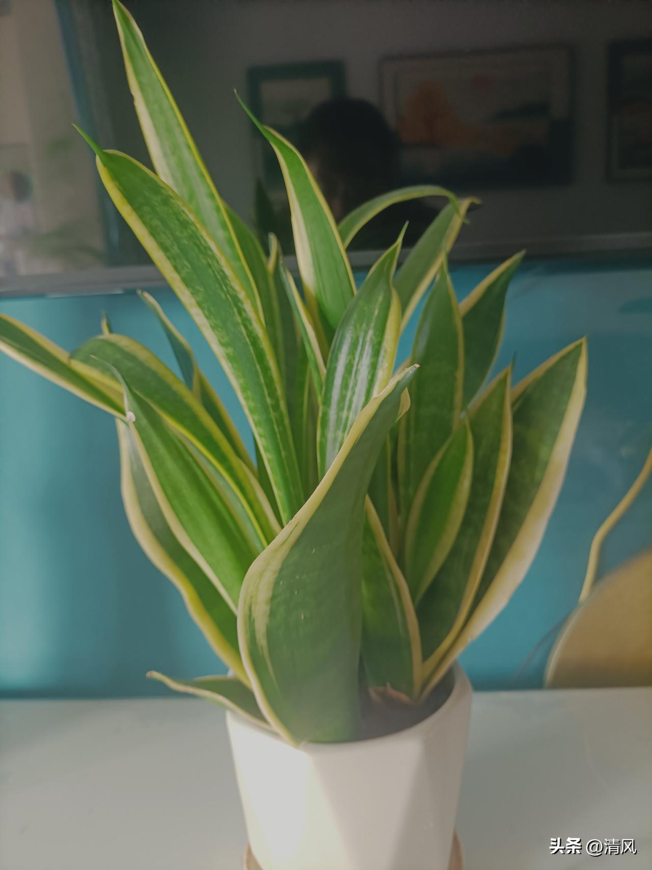 金边虎皮兰确实挺好养。

这颗已经养了两年。

没施过肥，只是偶尔浇浇水。

就