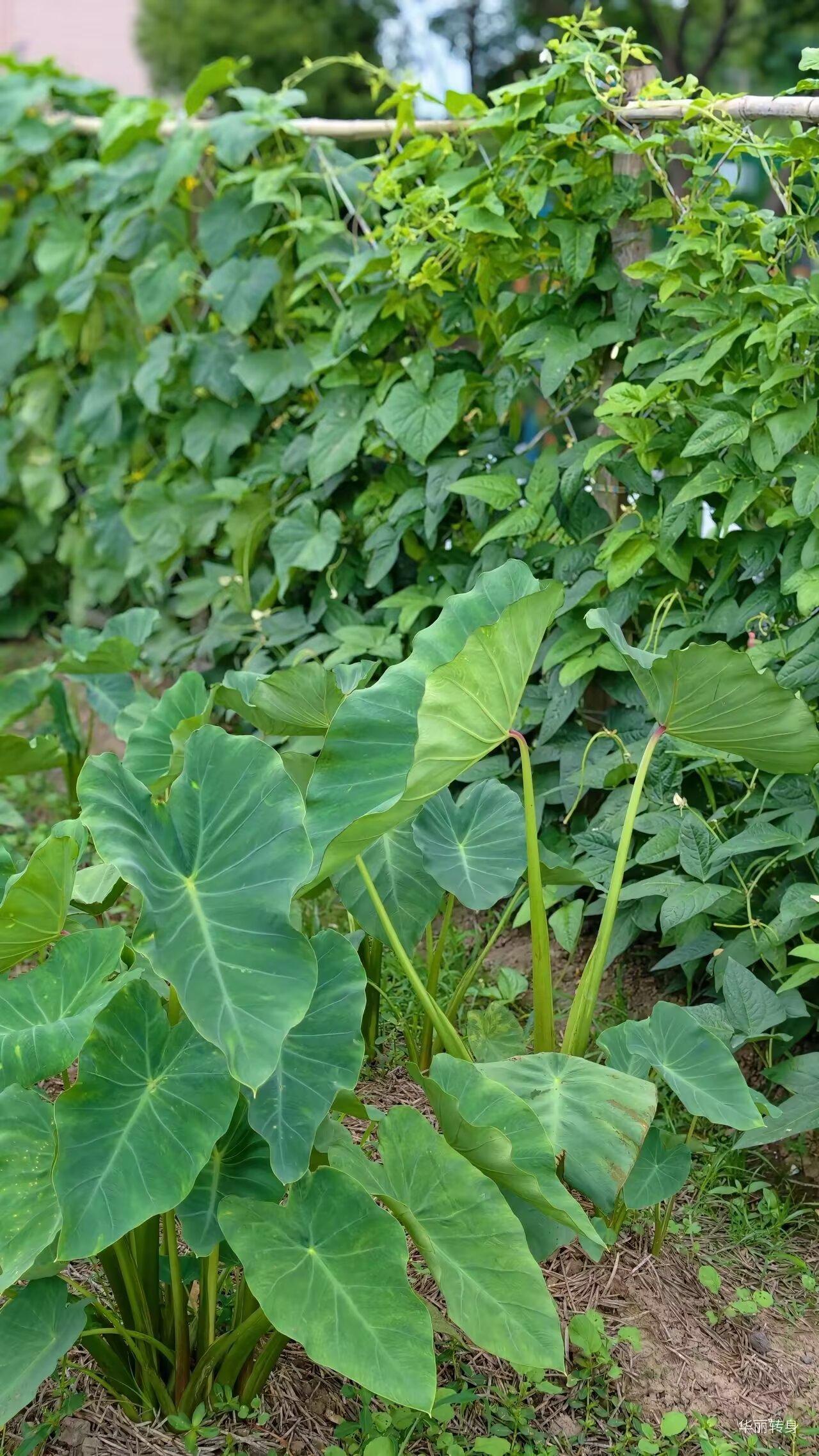 生机勃勃的绿色植物，自然生长的美好瞬间。