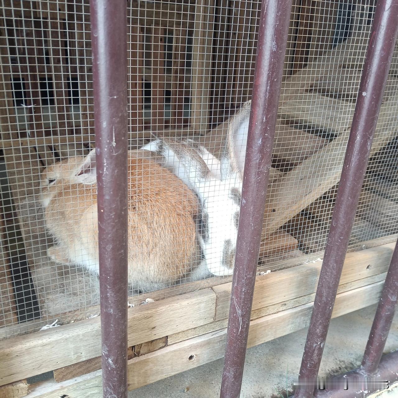 两只相亲相爱的兔子，身贴身，心贴心，好甜蜜好温馨的时刻。
冬日生活打卡季 
动物