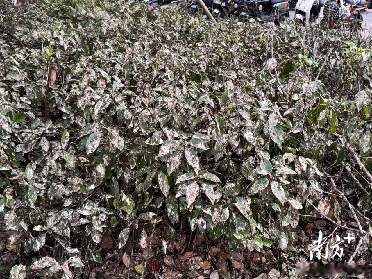 佛山 鸟屎袭城是真的💩到临头还好深圳不会