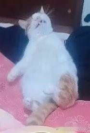 49848【丑猫】不多说看图 