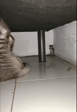 倒着爬过来的汤姆对于杰瑞来说比看恐怖片还恐怖😱