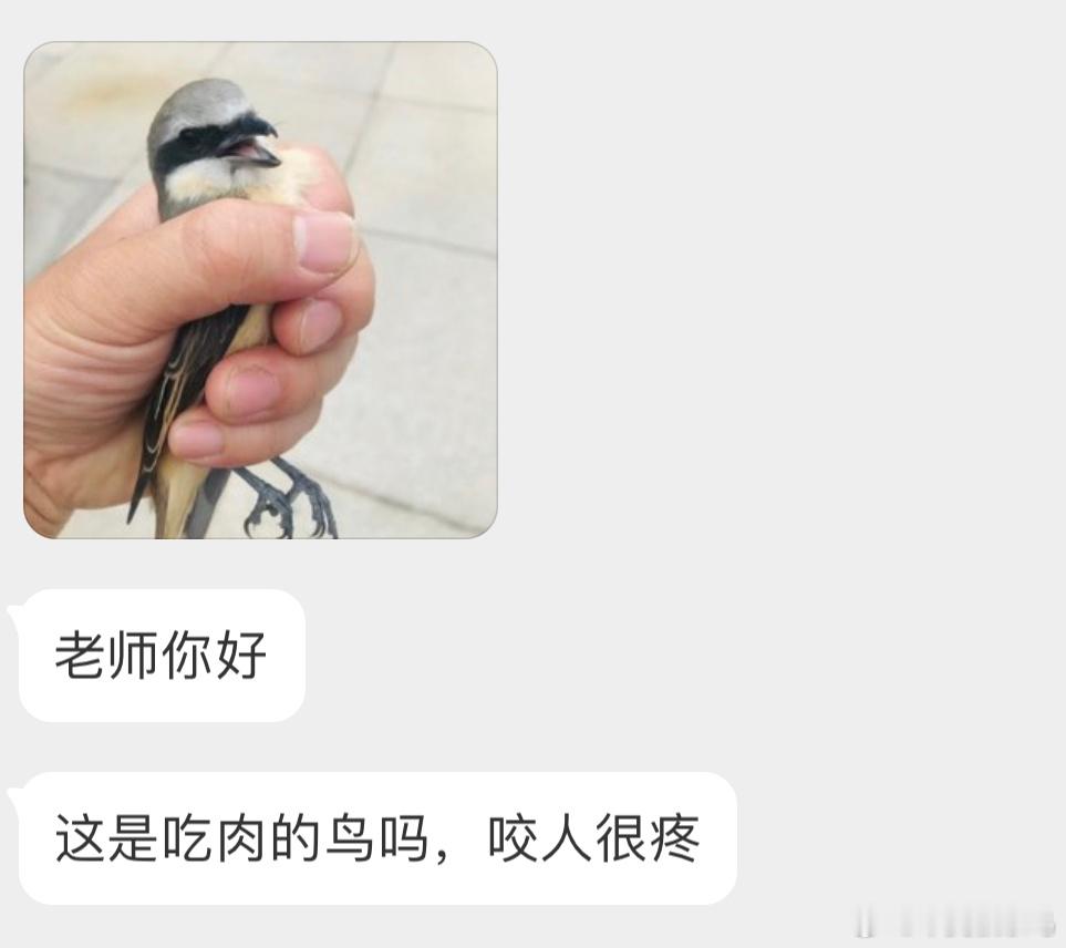 #鸟粉投稿# 凶巴巴的【红尾伯劳】别看它小，随便一口就能给人咬出血经常抓别的鸟和