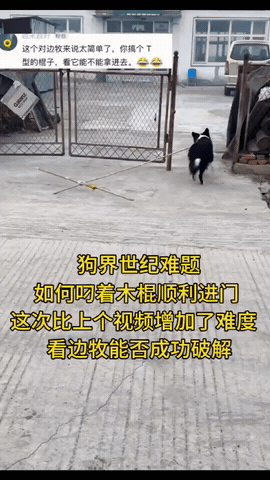 🐶狗界世纪难题！这智商我服了
 

这小狗今天挑战高难度叼棍进门，
上次的门还