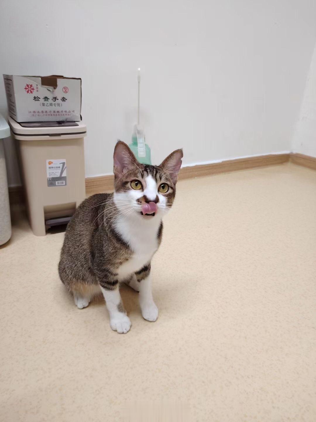 #广州领养##广州领养[超话]# 帮转：猫咪找领养名字：小招商🐈性别：男年龄：