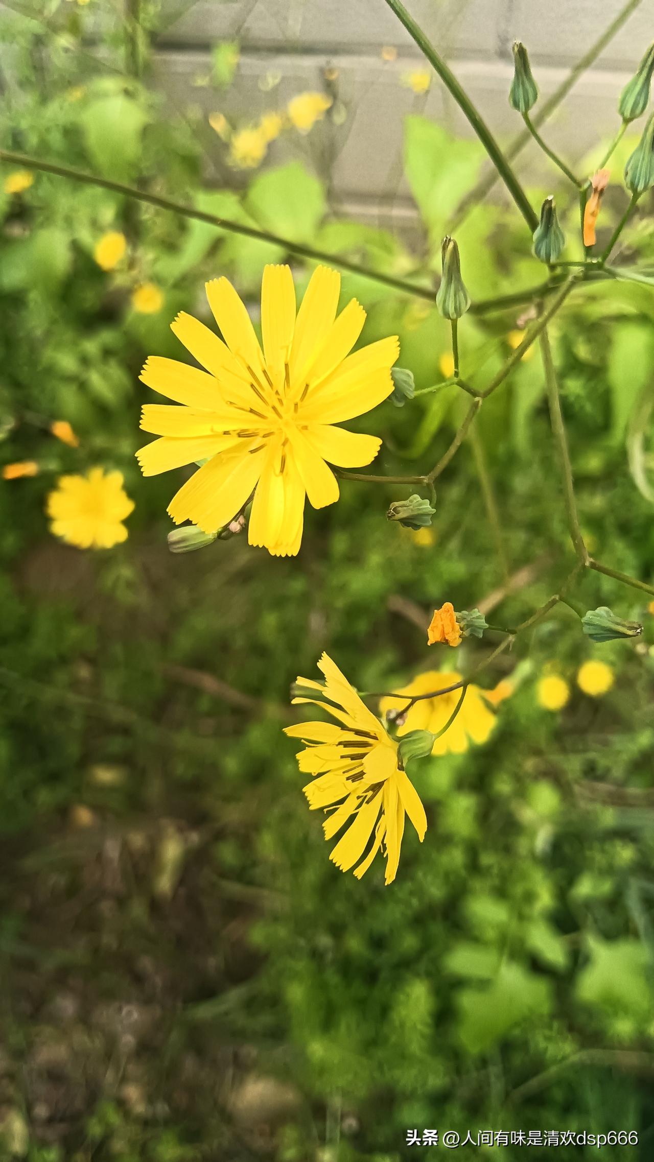 我们的人生亦是如此，不必总盯着别人的脚步焦虑，也不必因一时的缓慢而自我怀疑。那些