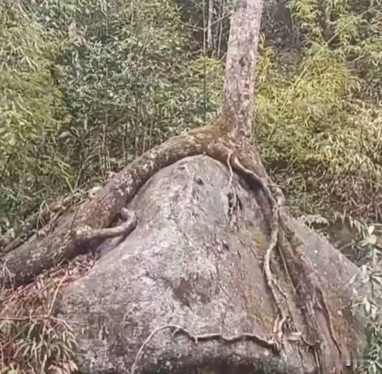 城步苗疆现奇观，碗躯凝翠倚岩顽。
双根若腿环坚石，孤干凌云沐晓山。
瘠壤无膏凭志