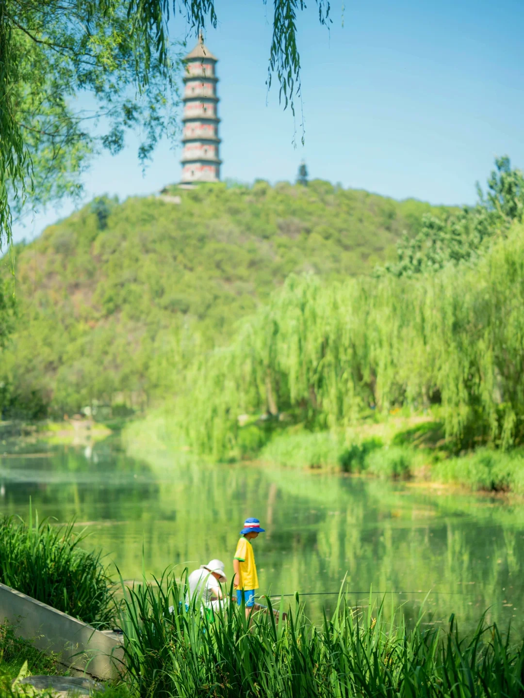 北京海淀宝藏免费公园，稻田🌾小河，绝美❗️