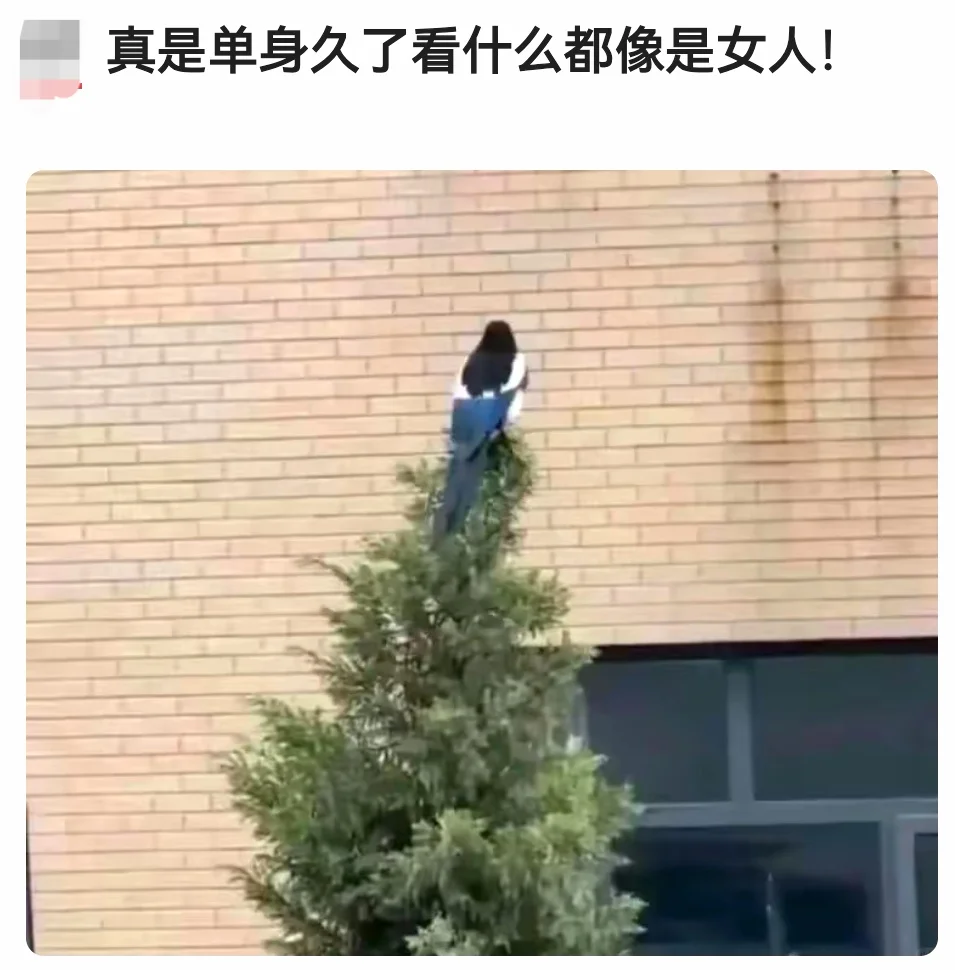 真是单身久了看什么都像是女人哈哈哈哈哈哈