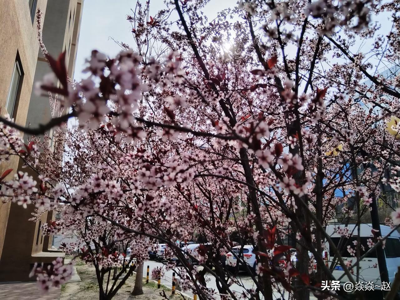 分享一张你拍的花，什么花都行