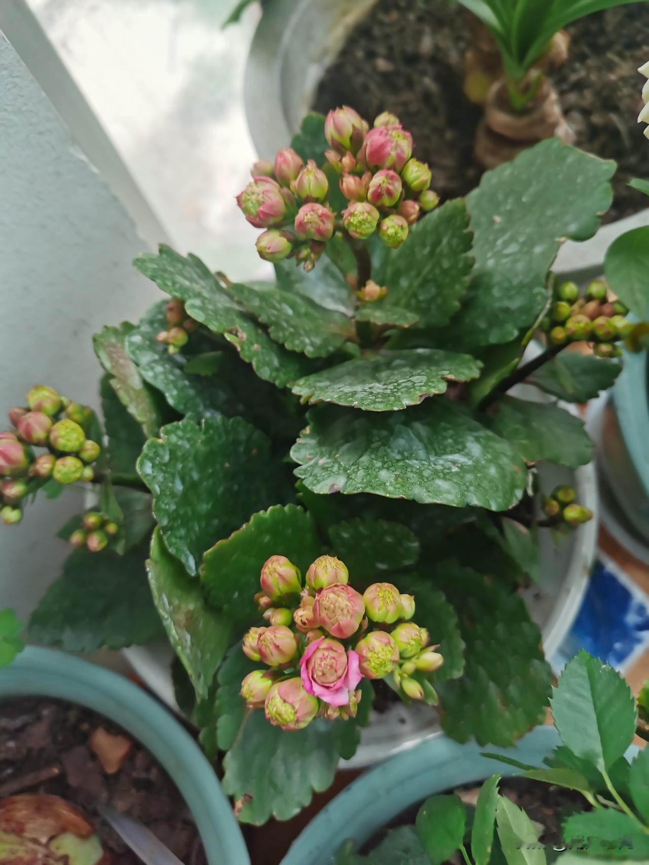 花开三月
文/滨城老龙
壹杆独高迎暖风
胎苞三朵展红容
莫叹独挺无知己
满室芳菲