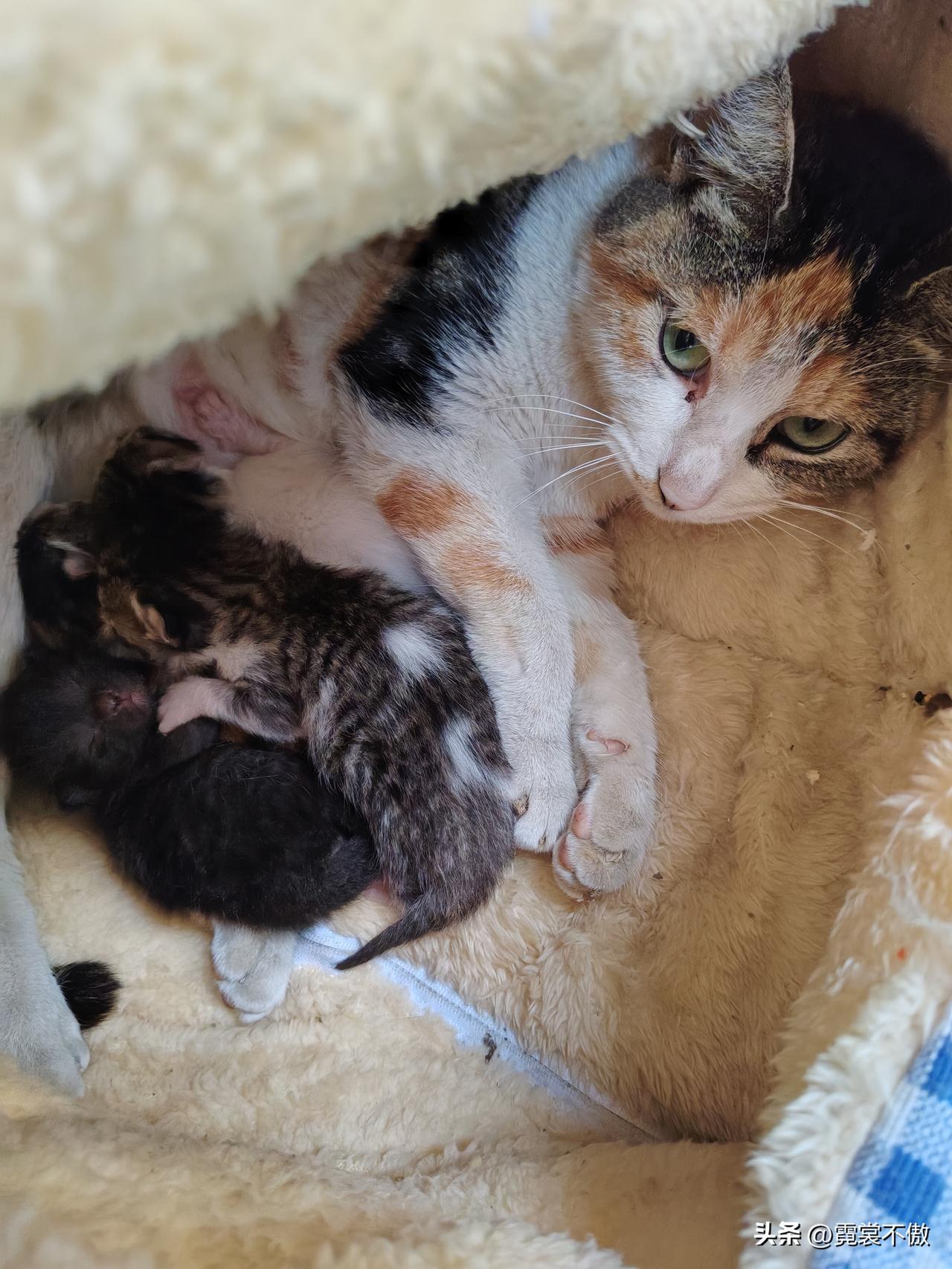 拍一张你家猫睡觉的样子母猫睁着眼，警惕的注视伸向孩子的人手