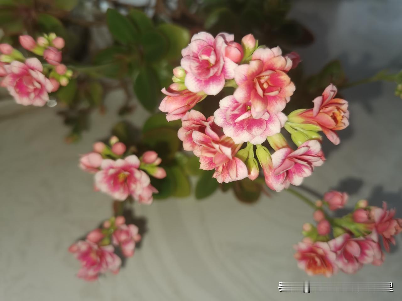 各色长寿花陆续开放，阳台成了小花园。