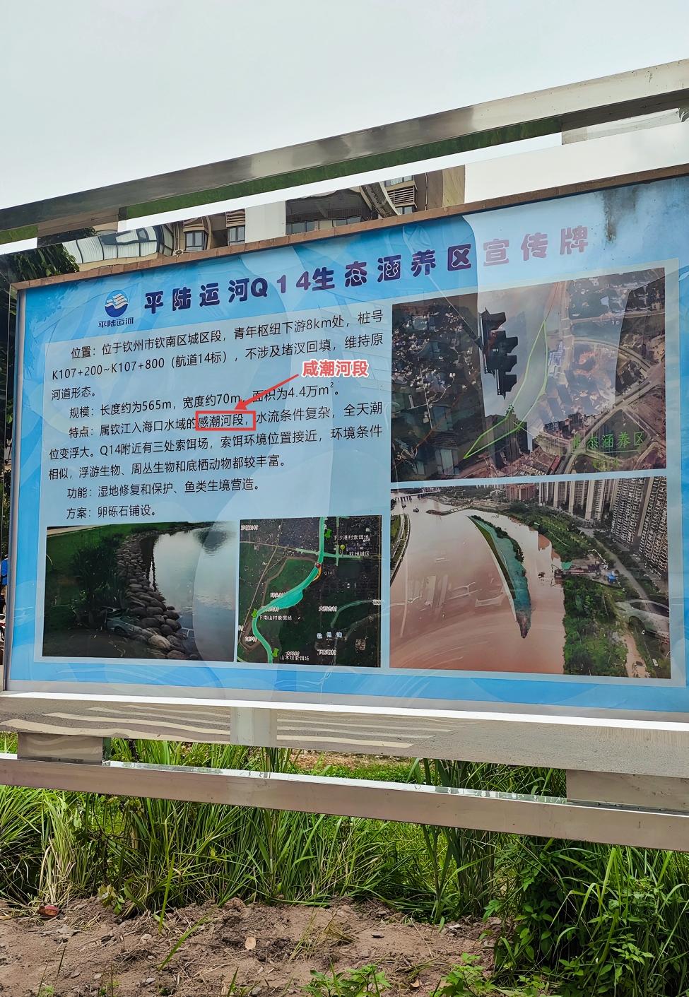 “感潮河段”还是“咸潮河段”。平陆运河钦州金海湾大桥下游左岸“平陆运河Q14生态