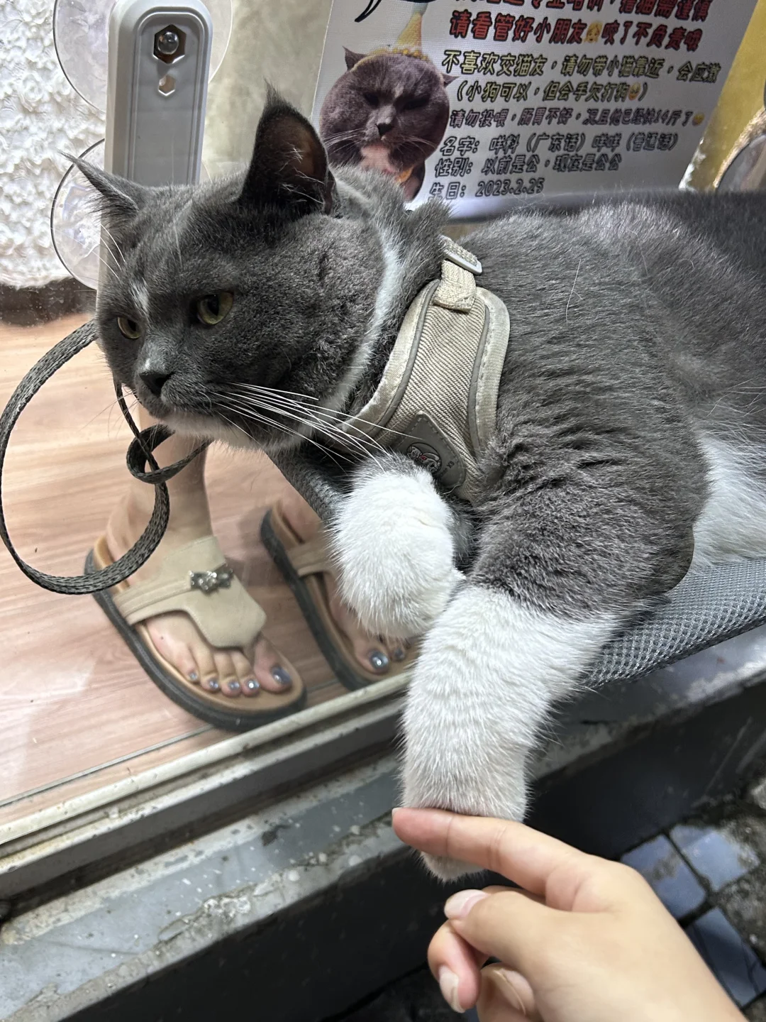 新朋友小猫上车了🐈
