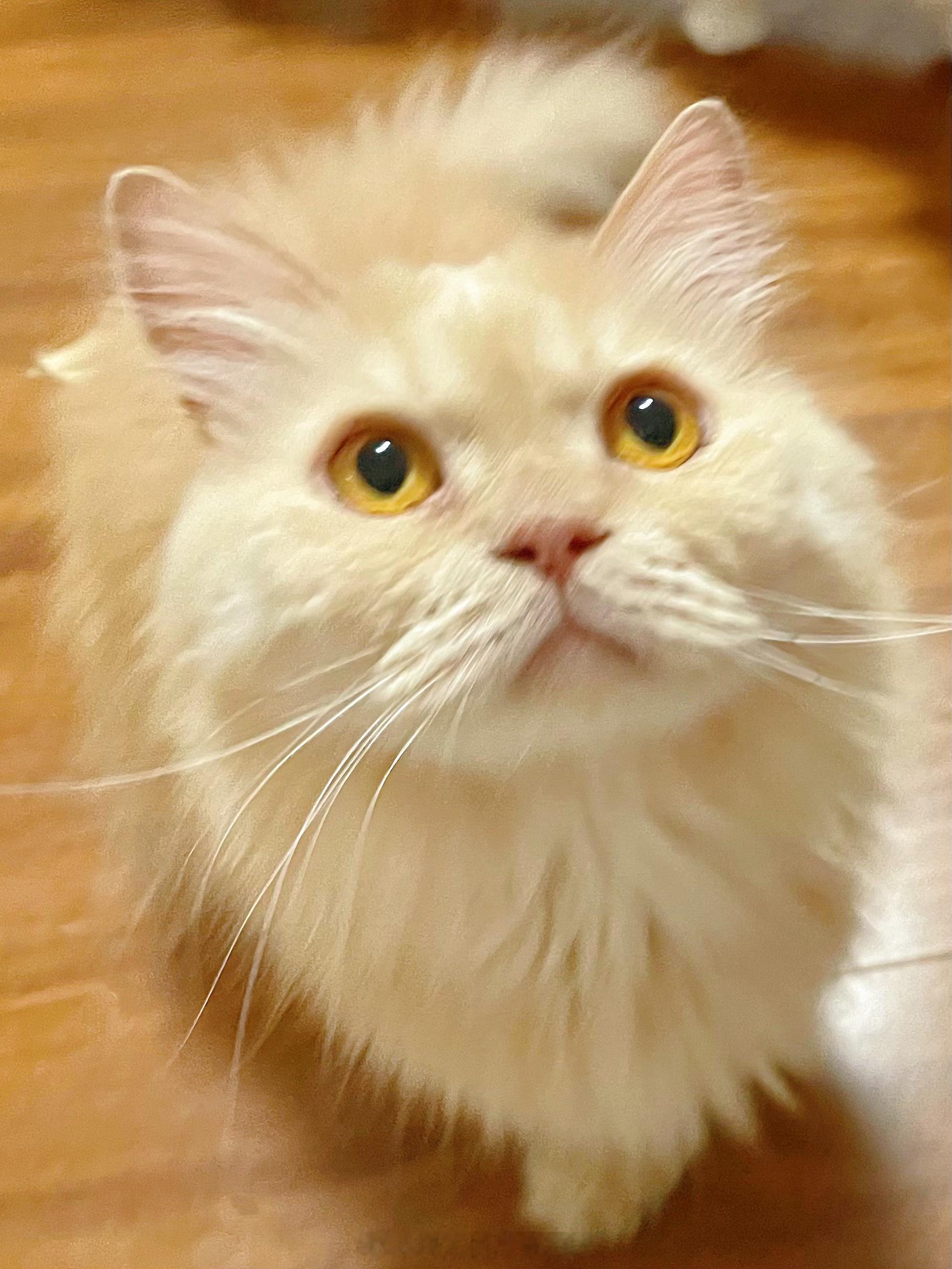 谁能拒绝眼睛亮晶晶看着你的小猫咪？ 
