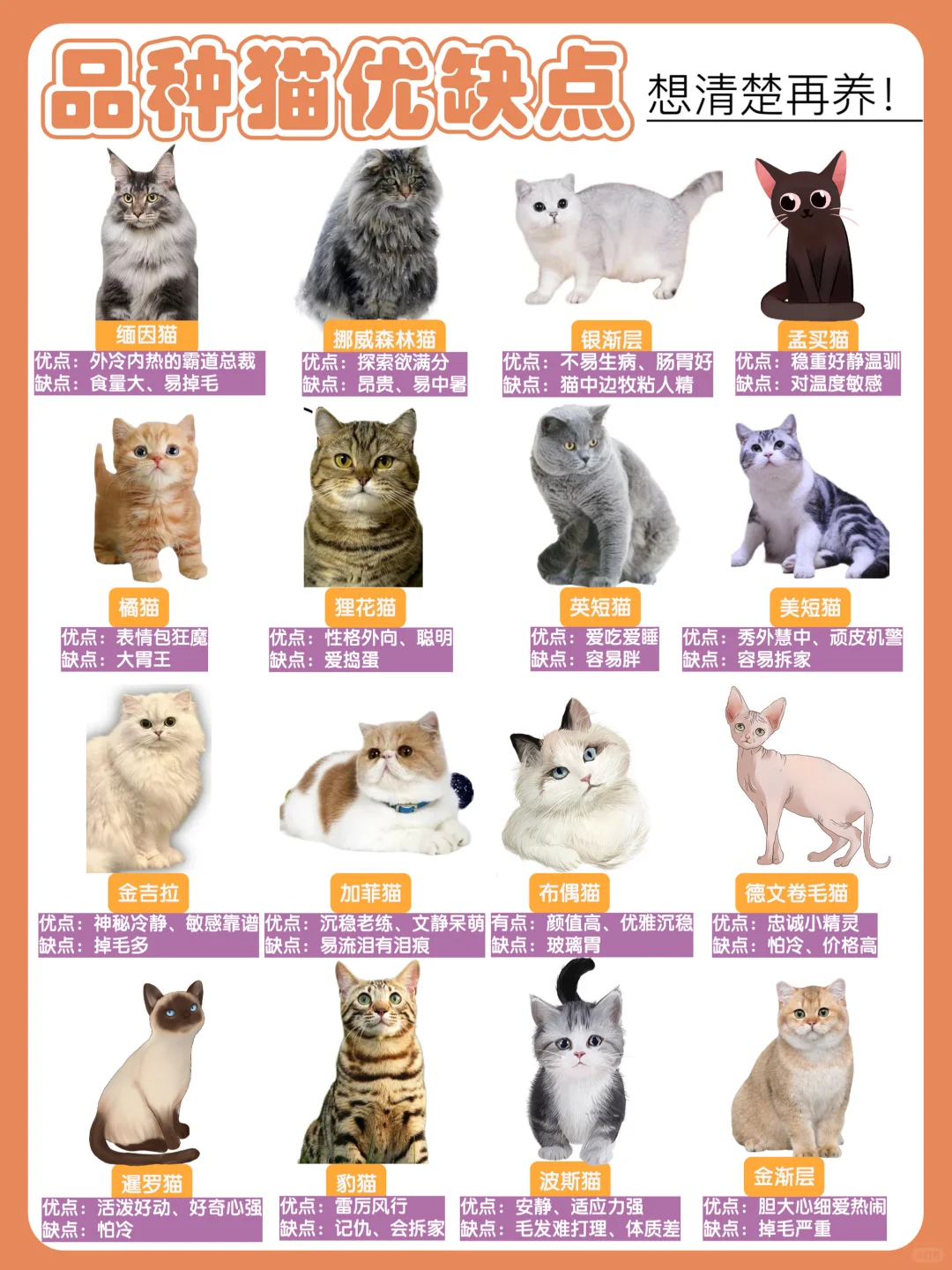 没看过这篇笔记劝你别养品种猫！