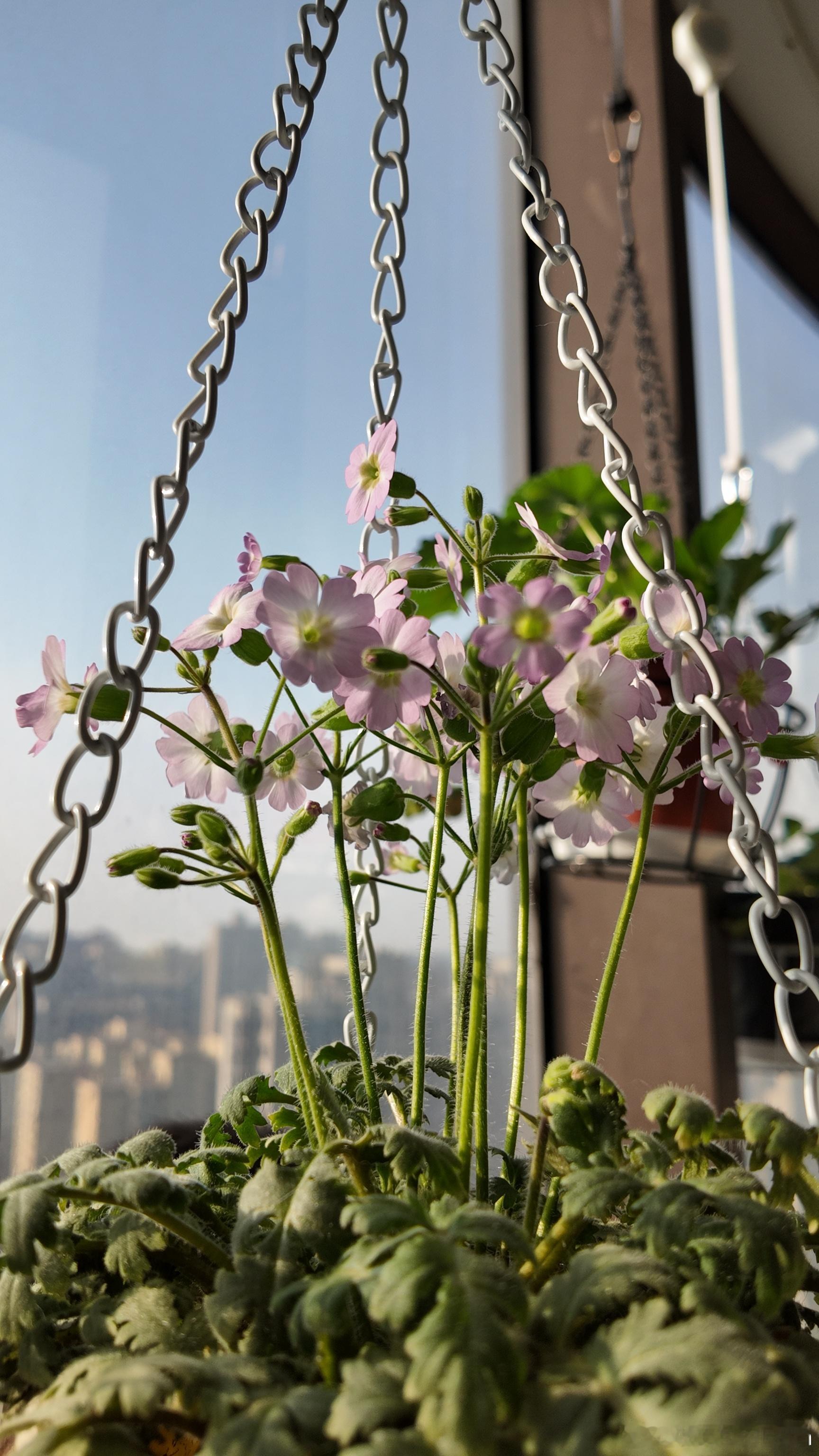 春天早上的阳台  