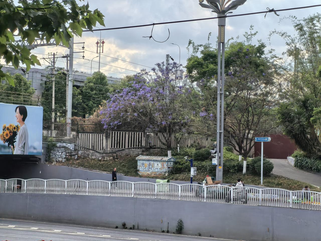 昨天路过一条路上，昆明的蓝花楹开了呢！但是真正的最佳观赏期在十天之后，中四月下旬
