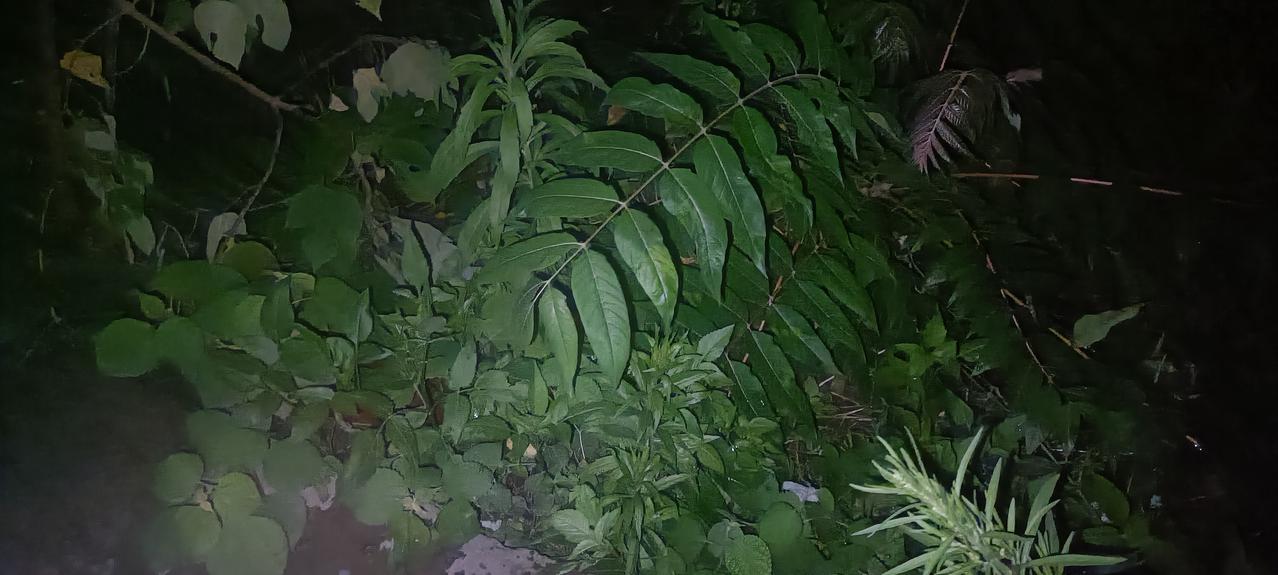 今晚去偏远山区投喂厂里的流浪猫，我用一把家用剪刀把投喂点的杂草和树枝清理了一遍，